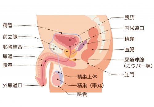 メスイキ 前立腺